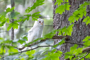 Leucistic Barred Owl