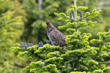 Sooty Grouse bird