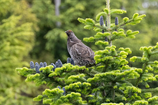 Sooty Grouse Bird