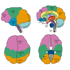 Colourful human brain anatomy diagram vector illustration	