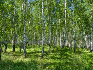 Fototapeta na wymiar Birches in a green forest. A sunny day. Summer landscape
