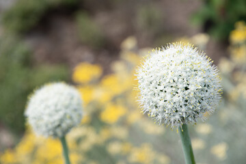 natural flower background, leek onion inflorescenc and blurred yellow flowers