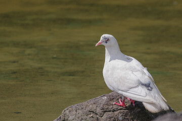 白いハトが池の前で休む