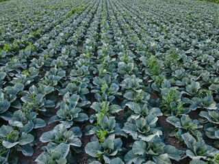 Fototapeta premium Fresh green cabbage in the farm field. Landscape aerial view of a freshly growing cabbages heads in line. Vivid agriculture field in rural area top view or drone shot. Background or texture banner.