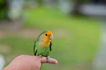 A lovebird perched on a finger, parrot
