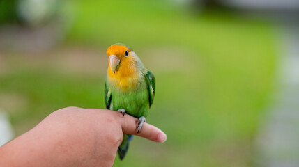 A lovebird perched on a finger, parrot