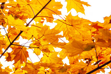 Fototapeta na wymiar Maple leaves on a tree branch. Yellow, red and orange leaves glow in the sun. Autumn sunny day.