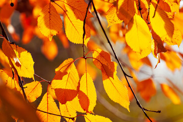 Naklejka na ściany i meble Leaves on a tree branch. Yellow, red and orange leaves glow in the sun. Autumn sunny day.