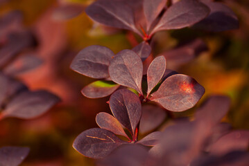 Orange and red leaves close-up. Close-up of barberry bushes. Autumn garden. Autumn sunlight.