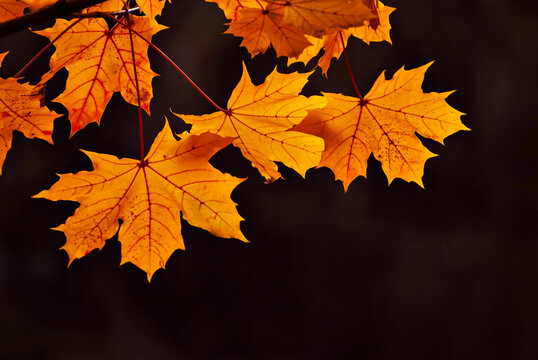 Maple leaves on a tree branch. Yellow, red and orange leaves glow in the sun. Autumn sunny day. Leaves on a black background. Copy space and free space for text near leaves.
