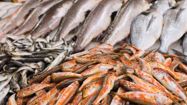 Fresh Sea Salmon, European Anchovy Fish and Mullus On Display On Ice On Market Store Shop. Seafood Fish Background. Salmon Is A Fairly Species Of Salmon. European Anchovy Is Forage Fish Somewhat