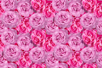 Seamless background with delicate purple and pink rose flowers
