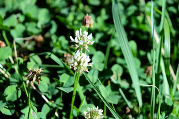 自然に生えるシロツメグサ