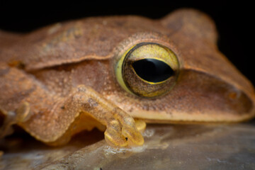 tree frog in background. Frog thai.