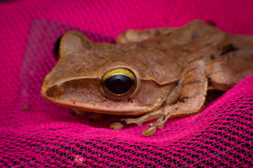 tree frog in background. Frog thai.