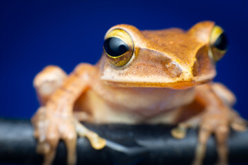 tree frog in background. Frog thai.