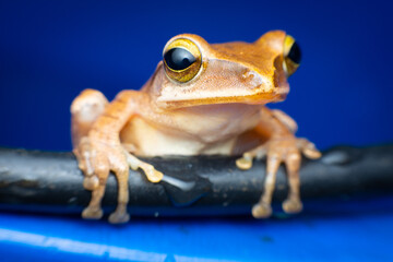 tree frog in background. Frog thai.