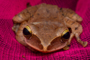 tree frog in background. Frog thai.