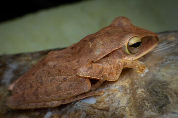 tree frog in background. Frog thai.