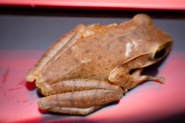tree frog in background. Frog thai.