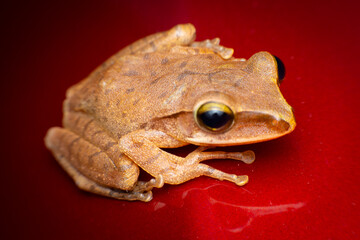 tree frog in background. Frog thai.