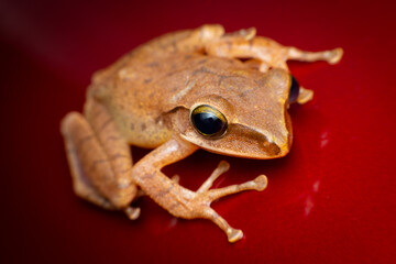 tree frog in background. Frog thai.