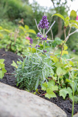 The beautiful Danish summer garden