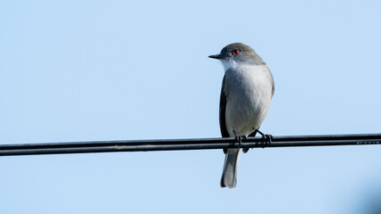 Pyrope pyrope
Diucón o Urco