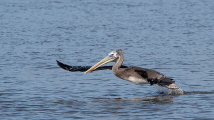 Pelecanus thagus - pelícano