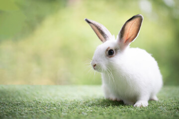 Little rabbit sitting or playing on green grass , Cute rabbit in the meadow on garden nature background during spring