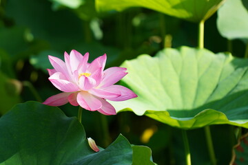 Obraz premium 日本の東京 上野の不忍池に咲くピンク色の蓮の花