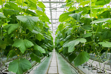  Rows of fresh ripe cucumbers in greenhouse. Organic food and vegetables. Healthy eating....