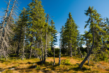 Live and dry spruce trees in peat with dry grass in untouched wild nature