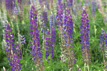 Obraz premium Blooming purple lupine flowers on the summer meadow. Rustic landscape with flowers. Nature background.