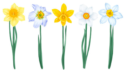 drawing flowers of narcissus isolated at white background , hand drawn botanical illustration