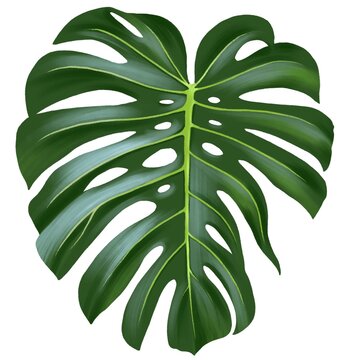 drawing green tropical leaf of monstera isolated at white background , hand drawn illustration