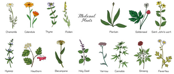 vector drawing medicinal plants, set of healing herbs, hand drawn illustration © cat_arch_angel