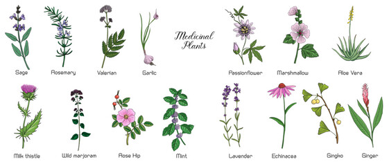Fototapeta na wymiar vector drawing medicinal plants, set of healing herbs, hand drawn illustration