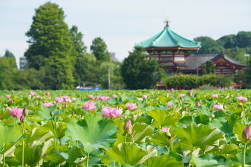 Fototapeta na wymiar 日本の東京　上野の不忍池に咲くピンク色の蓮の花