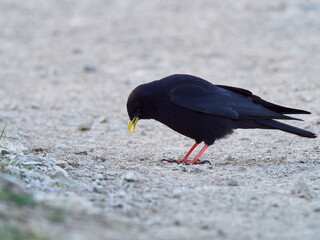 Yellow-billed Chough (Pyrrhocorax graculus) in the Alps, Germany