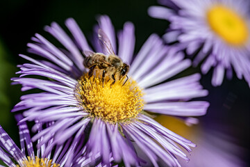 bee on flower, nacka,stockholm,sweden,sverige