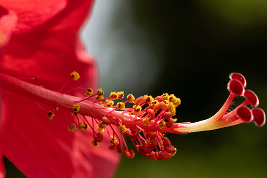 Selective macro shot of a red Hisbicus flower with it's pollena and stigma at the focus