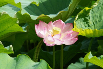 日本の東京　上野の不忍池に咲くピンク色の蓮の花