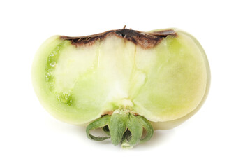 Slice of tomato with blossom end rot disease. Isolated cross-section of unripe roadster tomato with rotten brown section from lack of calcium. Physiological disorder in tomato plants. White background