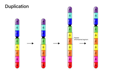 Chromosome Duplication. Genetic mutation. Alteration of chromosome structure. Vector for scientific study and biological genetics. - obrazy, fototapety, plakaty
