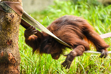 It’s impossible not to smile when you’re watching Orangutans!