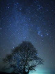 木とオリオン座