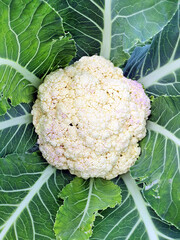 Cauliflower, close-up of leaves and flowering. Vegetables as a natural background
