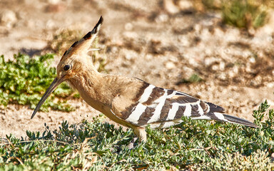 hoopoe