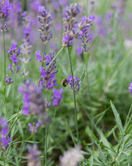lavender flowers in the garden,flying bee